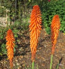 Image result for Kniphofia princeae
