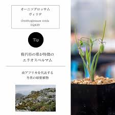 Image result for Ornithoglossum viride