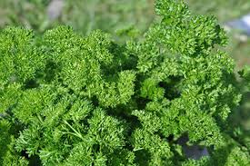 Image result for Petroselinum