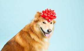 Dog travel essentials to have on hand in the car or in your travel bag. What Are Some Creative Gift Basket Ideas For Dog Lovers Bark