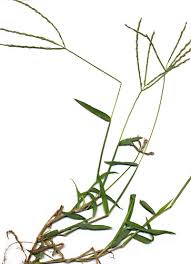 Image result for Digitaria comifera