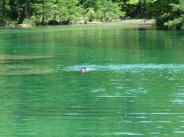 Maybe you would like to learn more about one of these? Clear Water Of The Frio River Picture Of Frio River Cabins Rio Frio Tripadvisor