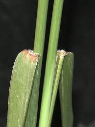 Image result for Cenchrus riparius