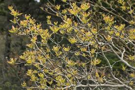 Image result for Liparis mulindana