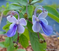 Image result for Rotheca myricoides