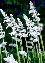Image result for Salvia farinacea