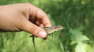 A raccoon in the chimney eventually leaves to feed. How To Get Rid Of Lizards In Your House And Around The Yard Without Killing Them Pest Samurai