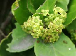 Image result for Mystroxylon aethiopicum