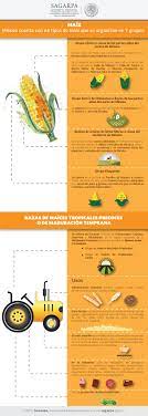 Dia Del Maiz Sagarpa Sagarpamx Consejos Para La Salud Alimentos Infografia