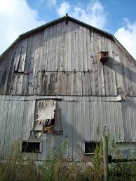 There are eight species of swallows that regularly breed in north it is common for people to post nesting structures in order to provide homes for these insect controllers. Barn Swallows And Social Cues Beco