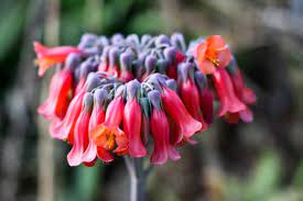 Flower Essences In Inspired Action Flowers Flower Essences Flower Remedy