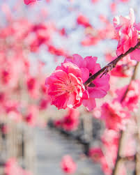 We did not find results for: Perfect Plants New Arrival The Pink Cascade Weeping Peach Tree Is Here We Have Been Longing For This Tree Since It Is So Mesmorizing With Its Unique Cascading Branches And
