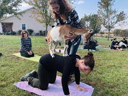 Maybe you would like to learn more about one of these? Goat Yoga Comes To Southern Illinois Ryder Family Farm