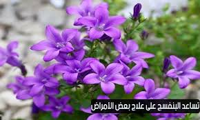2,427 likes · 29 talking about this. ÙŠÙ…ÙƒÙ† Ù…Ù„Ø·Ø®Ø© Ø¨Ø§Ù„Ø¯Ù… Ø§Ù„ØªØ¯Ø®Ù„ Ø´Ø§ÙŠ Ø²Ù‡Ø±Ø© Ø§Ù„Ø¨Ù†ÙØ³Ø¬ Newhongfa Com