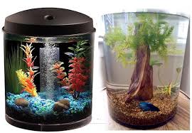 Aquarium unik sendiri merupakan sebuah model aquarium dengan bentuk yang tidak lazim seperti biasanya yang memiliki bentuk persegi panjang, karena memiliki bentuk yang tidak lazim atau umum. Model Model Aquarium Unik Untuk Ikan Cupang Hias Kecil Diary Apipah