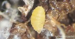 Maybe you would like to learn more about one of these? Root Mealybugs Tips On Treating Root Mealy Bugs