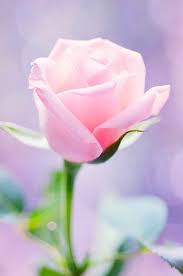 For more than 200 years, the heart of the global trade in cut flowers has been the netherlands. R O S E Beautiful Roses Rose Seeds Amazing Flowers