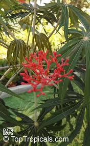 Image result for Jatropha schlechteri