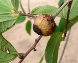 Image result for Bosqueiopsis