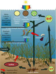 Ecosystem Diagram Figure Created By J Vaudrey Based On The Interactions Diagram Systems Thinking Ecosystems Column Lights