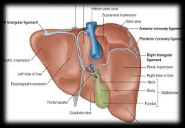 Like many of the other organs in your body, your liver is also susceptible to developing disease, which. Http Ksumsc Com Download Center Archive 2nd 436 2 29 20gnt 20block Teams 20work Anatomy 8 20anatomy 20of 20liver 20and 20spleen Pdf