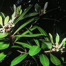 Image result for Xerophyta kirkii