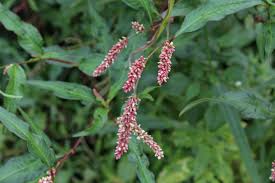 Image result for Persicaria lapathifolia