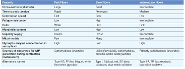 Properties Of Skeletal Muscle Fiber Types Skeletal Muscle Anatomy And Physiology Mitochondria