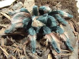 Image result for Emilia brachycephala