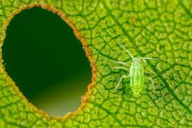 Lakukan salah satu cara mengatasi hama kutu putih yang sudah dijelaskan diatas dengan rutin. Mengenal Hama Kutu Daun Pada Tanaman Dan Cara Membasminya Halaman All Kompas Com