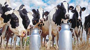 Challenges Faced By The Indian Dairy Sector