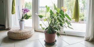 Esistono però delle piante, come la pianta ragno, che ti permettono di migliorare la situazione e l'aria può anche essere influenzata da agenti inquinanti come polline, batteri, muffe, polvere e vari. Piante In Casa Sette Errori Da Evitare Cose Di Casa