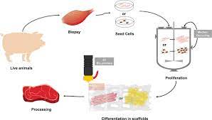 In tissue culture medium, the embryoids formed from pollen grains is due to a) organogenesis b). Trends And Ideas In Technology Regulation And Public Acceptance Of Cultured Meat Sciencedirect