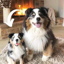 Custom Stuffed Animal Of Pet Pet Plush Clones Turn Photo Of Etsy Custom Stuffed Animal Animals Realistic Stuffed Animals