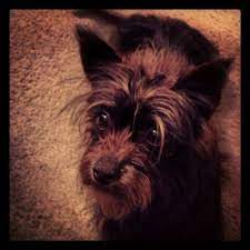 From Craigslist- Small Black Terrier Mix Found Near Taylors Baptist Church Specifically Abigail Springs Community No Collar No Chi Terrier Mix Terrier Pets