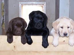 Black And Tan Labrador Retriever Puppies For Sale Yellow Chocolate And Black Labrador Retrievers Cute Puppies Lab Puppies Cute Animals