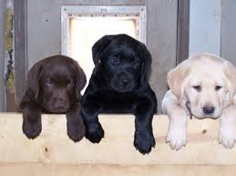 Contrary to their yellow, chocolate, and black cousins, which. Yellow Chocolate And Black Labrador Retrievers Lab Puppies Cute Puppies Cute Animals
