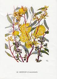 Tree with yellow flowers australia. Australian Gum Tree With Yellow Flowers Native Eucalyptus Etsy Vintage Botanical Prints Tree With Yellow Flowers Botanical Drawings