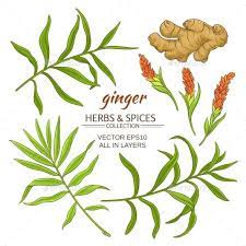 Ginger Elements Set Herbs Illustration Ginger Flower Ginger