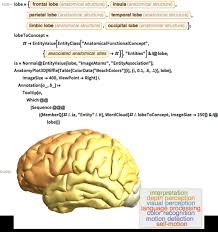 The brain is arguably the most important organ in the human body. Brain Neurons Cognition Computational Neuroscience Wolfram Blog