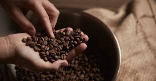 Just about any coffee bean from your local grocery store or favorite coffee shop will work when making chocolate covered coffee beans. Is It Safe To Eat Coffee Beans Benefits And Dangers