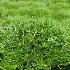 Image result for Sagina