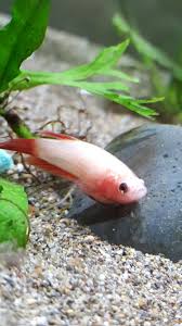 Need Help My Baby Girl Has Clamped Fins A Bloated Belly And Redness Around Her Gills Bettafish
