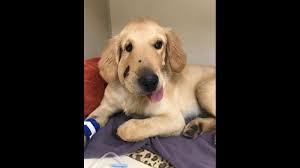 Jul 21, 2006 · golden retriever mix. Golden Retriever Pup Saves Owner From Rattlesnake In Arizona Left With Swollen Snout