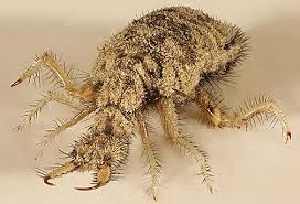 Sometimes Called Doodlebugs Antlions Live Right Here In The U S Of A Weird Insects Insects Scary Bugs