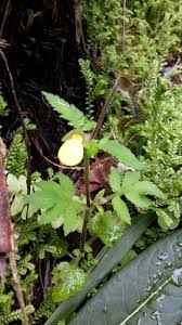 Image result for Calceolaria tripartita