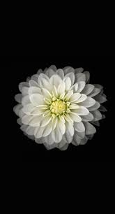 Download hd wallpapers in 1920x1080 hd widescreen 4k uhd 5k 8k ultra hd resolutions 8360 Black And White Flower Android Iphone Desktop Hd Backgrounds Wallpapers 1080p 4k Hd Wallpapers Desktop Background Android Iphone 1080p 4k 1080x2002 2021
