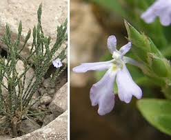 Image result for Elytraria