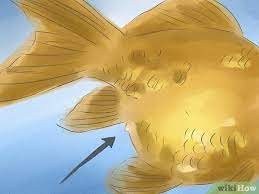 Its very easy to know about gender of your fish. How To Tell If Your Goldfish Is A Male Or Female 10 Steps