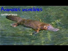 Traducir ornitorrinco al inglés nombre masculino 1 mamífero ovíparo de unos 50 cm de longitud (cola incluida), pelo pardo oscuro muy fino, cuerpo aplastado, hocico carnoso grande y ancho similar al pico del pato, pies palmeados y cola muy ancha y aplanada; 45 Ideas De Proyecto El Ornitorrinco Ornitorrinco Australia Animales Animales Oviparos
